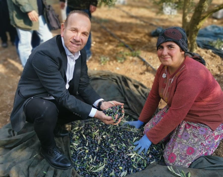 Zeytin üreticisini hasatta dinledi.