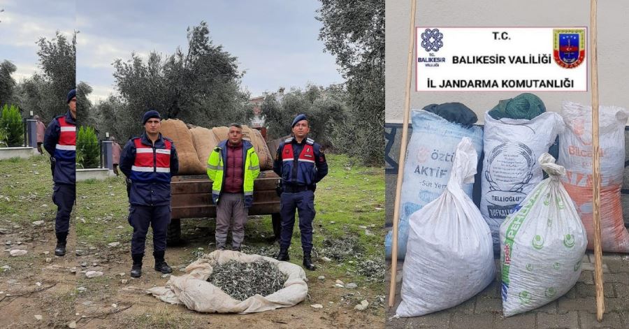 Zeytin farelerine 18 tutuklama