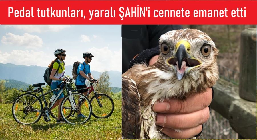  YARALI ŞAHİN