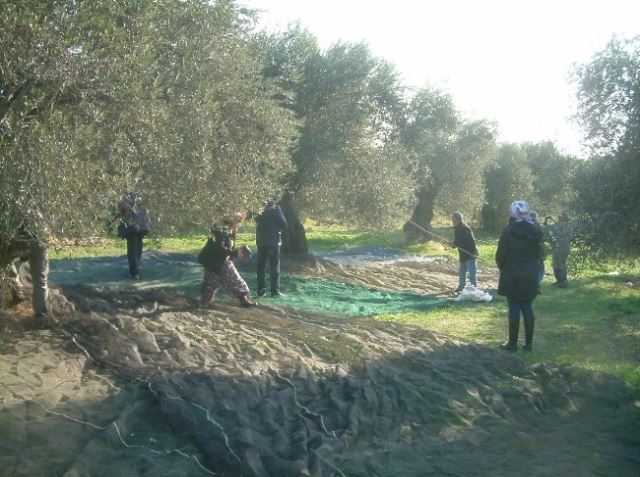 Tuna’dan zeytinliklere sahip çıkma çağrısı