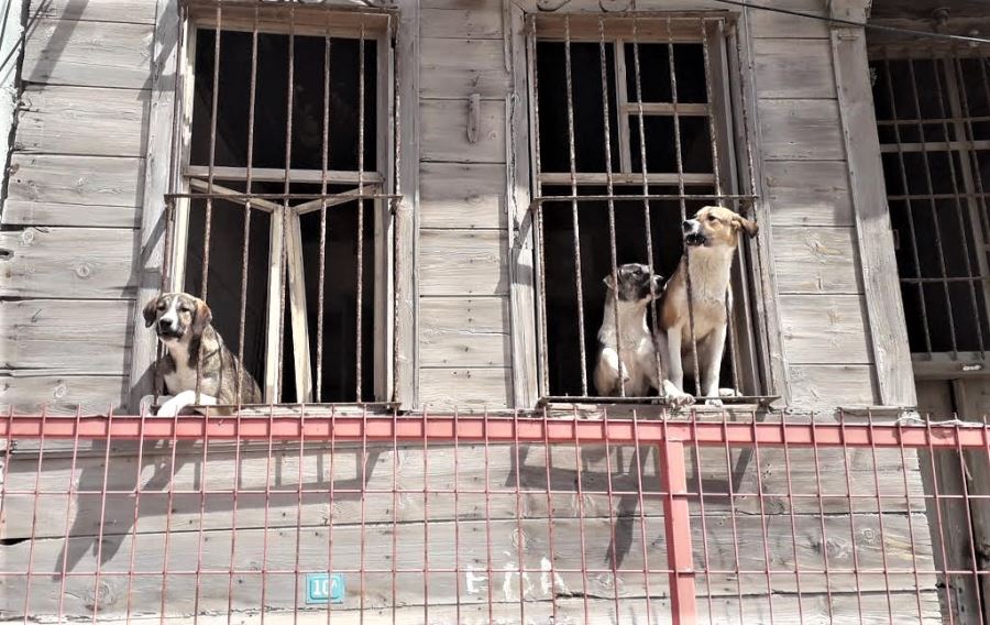 İŞTE O KÖPEKLER 
