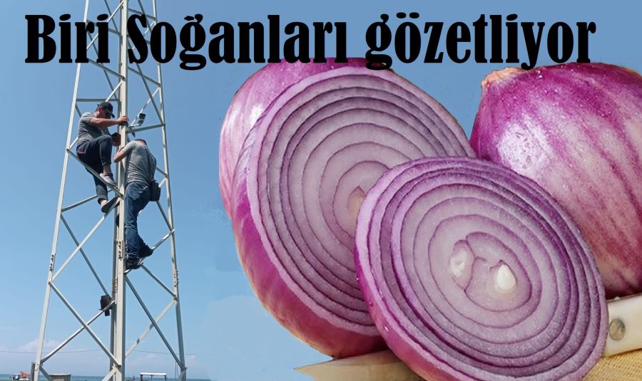 Mor Soğan