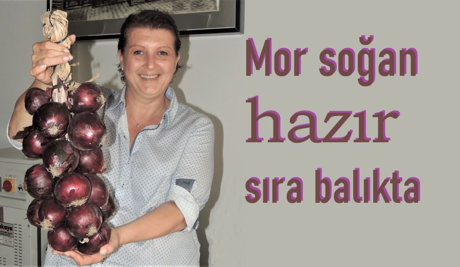 Mor soğanda hasat sürüyor