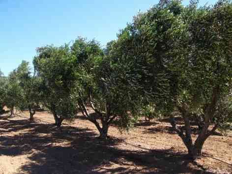 “Zeytin Sineği” ile mücadele zamanı