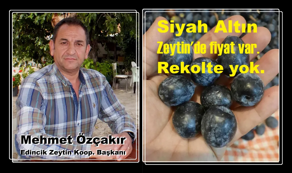 Edincik’te zeytin rekoltesi düşük