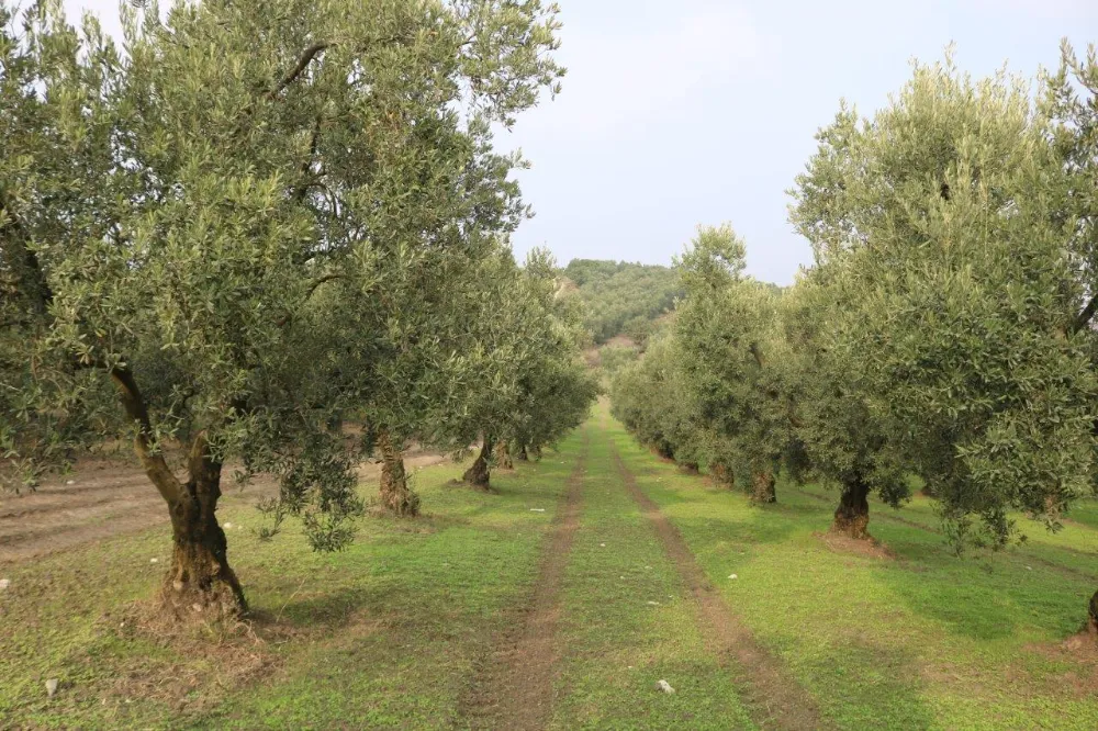 “Zeytin Halkalı Leke” mücadelesi zamanı