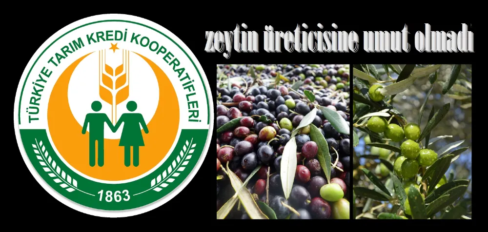 Tarım Kredi zeytin alım fiyatını açıkladı