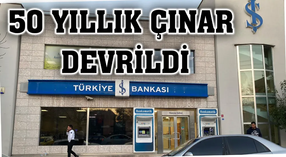 50 Yıllık Çınar Devrildi