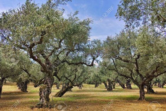 Zeytin üreticisine destek