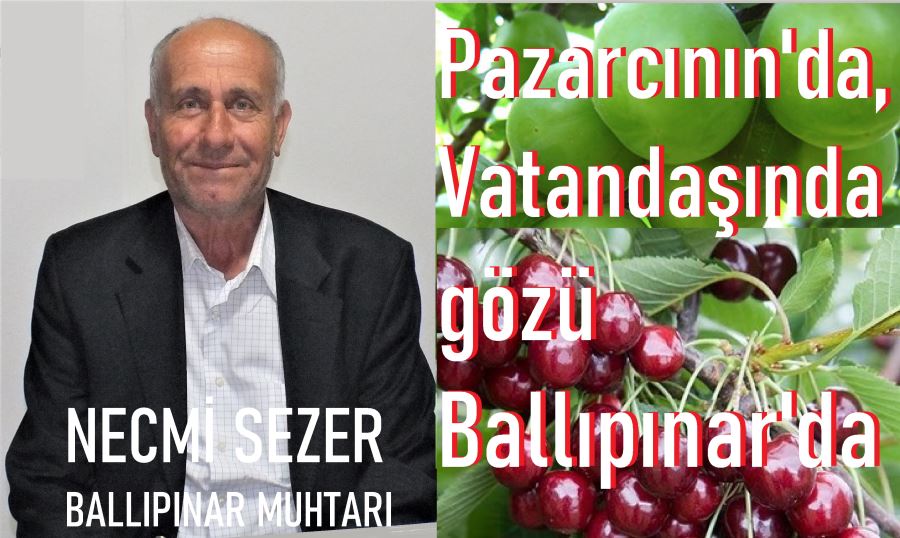 Ballıpınar Kiraz hasadında mevsimsel gecikme