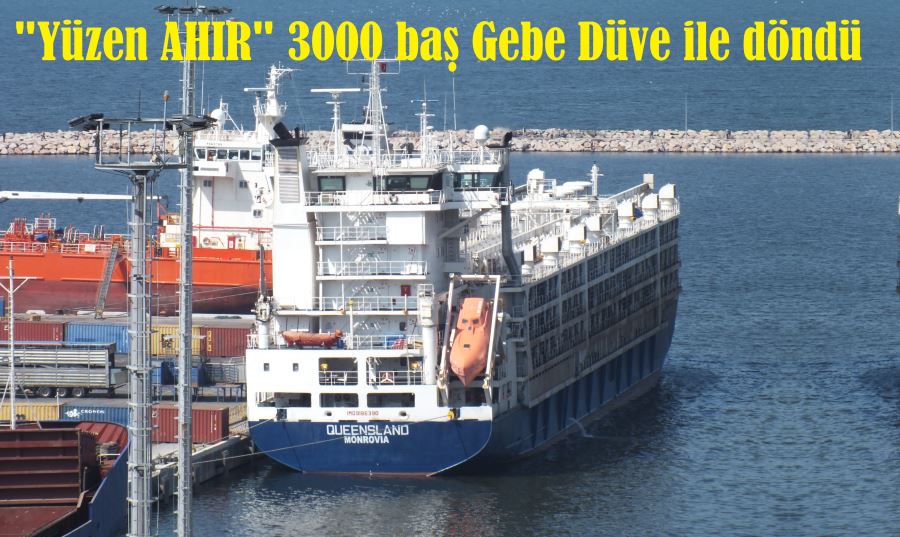 Uzun bir süre yoktu... 3000 baş gebe düve ile döndü