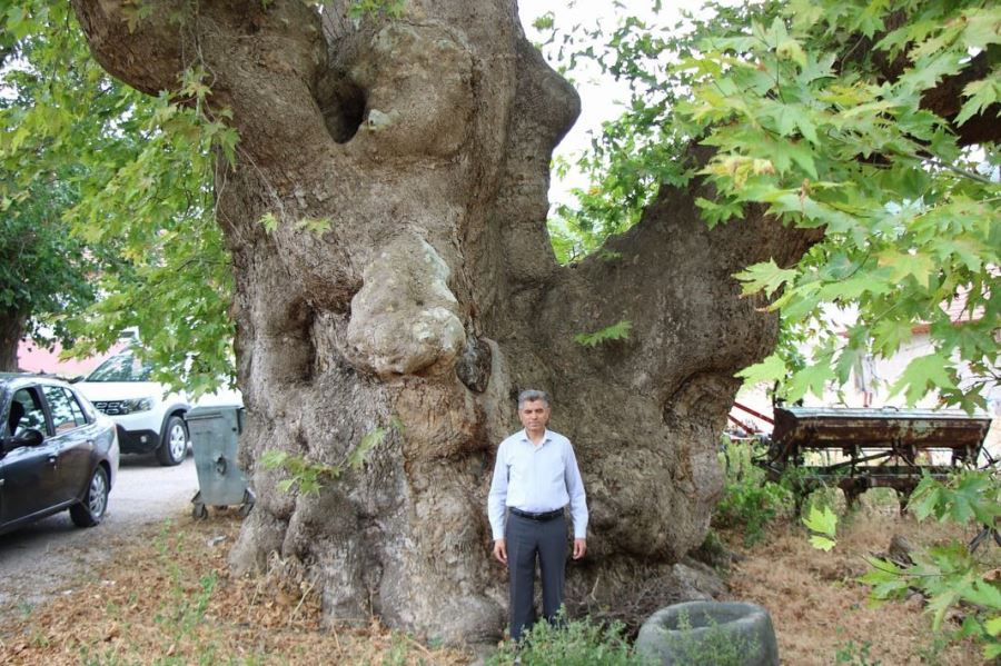 800 YILLIK ASIRLIK ÇINAR AĞACI KORUMA ALTINA ALINACAK