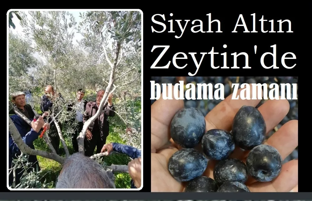 Zeytin Budama yevmiyeleri dudak uçuklatıyor.