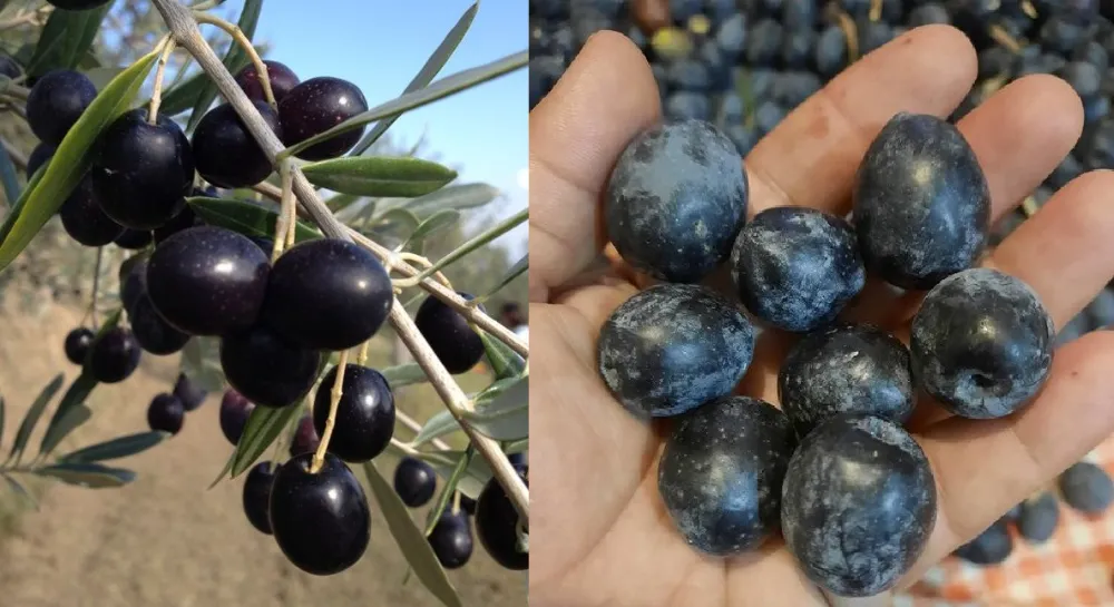 Dane zeytin fark ödemesi desteği