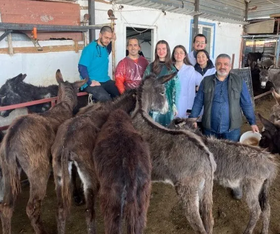 “Eşeklerde Embriyo Transferi”