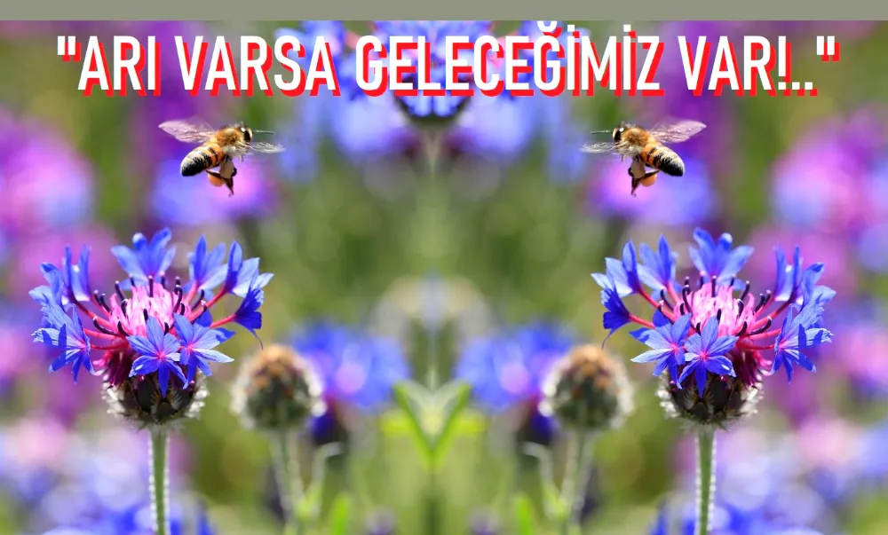 ALTIPARMAK; 