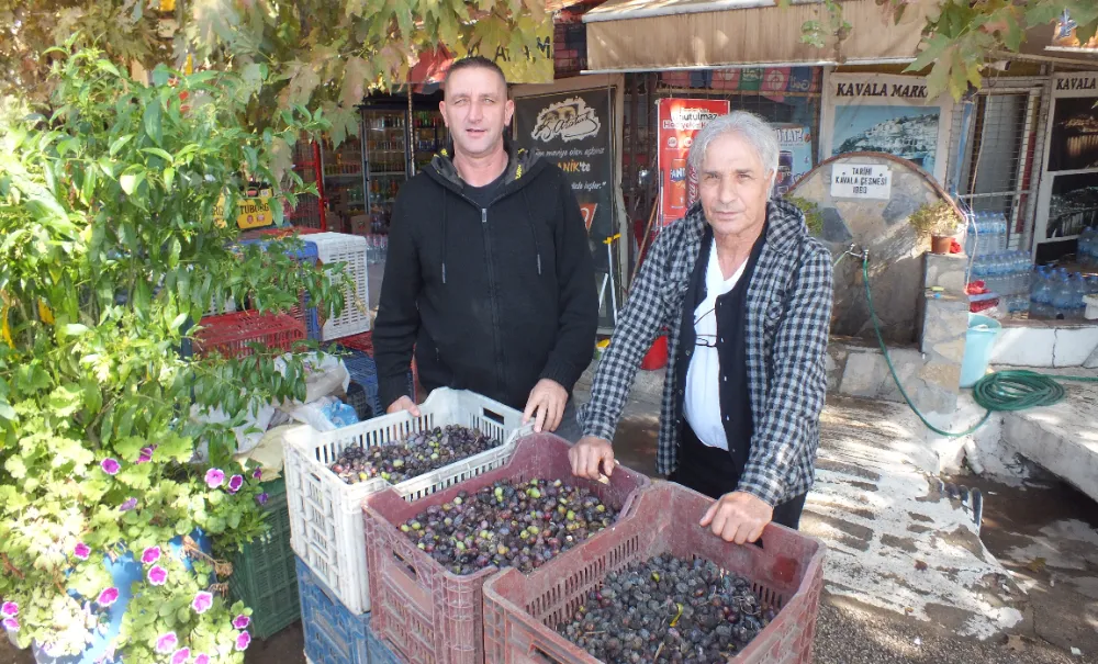 Zeytin bahçelerinde alt temizliği