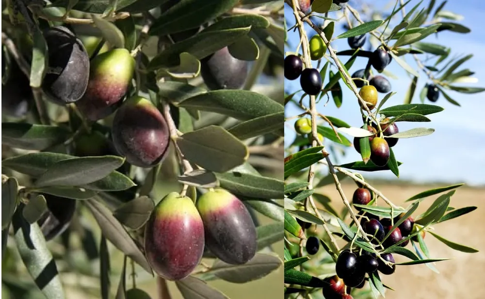 Zeytinde  maliyet açıklandı