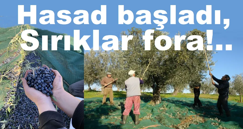 Ziraat Odası Zeytin Yevmiyesini açıkladı