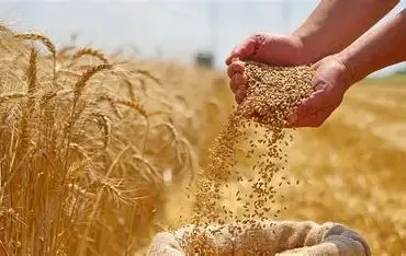 Gönen Ziraat Odasından Çeltik açıklaması