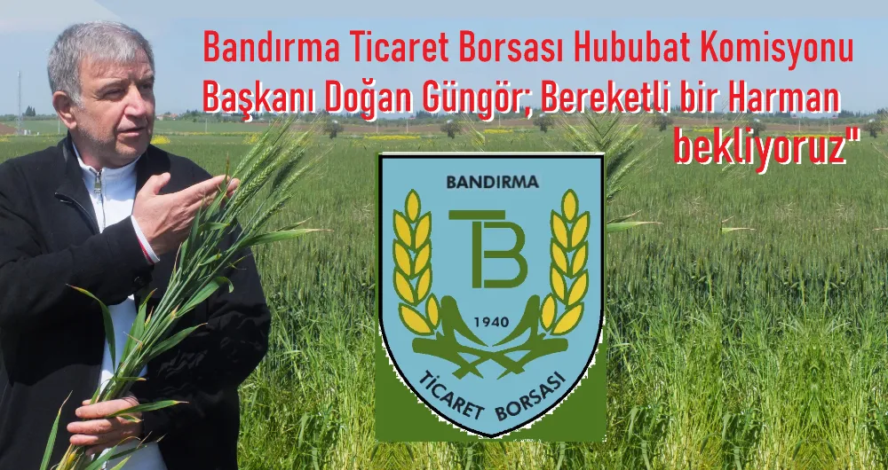 Buğdayda yüksek verim bekleniyor