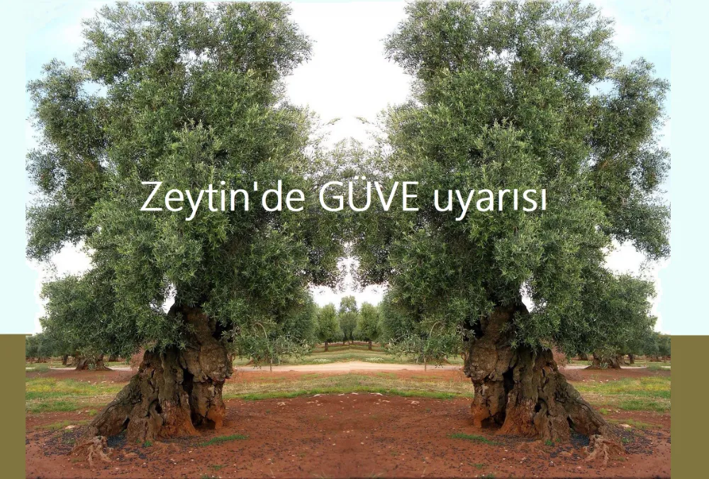 “Zeytin Güvesi” uyarısı