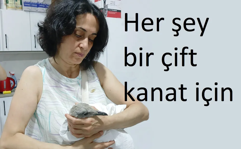 Kedi