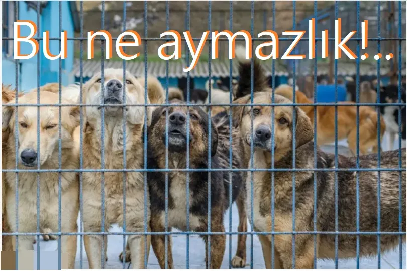 Dün hayvan hakları ile oturdu, bugün sokak hayvanları toplandı.