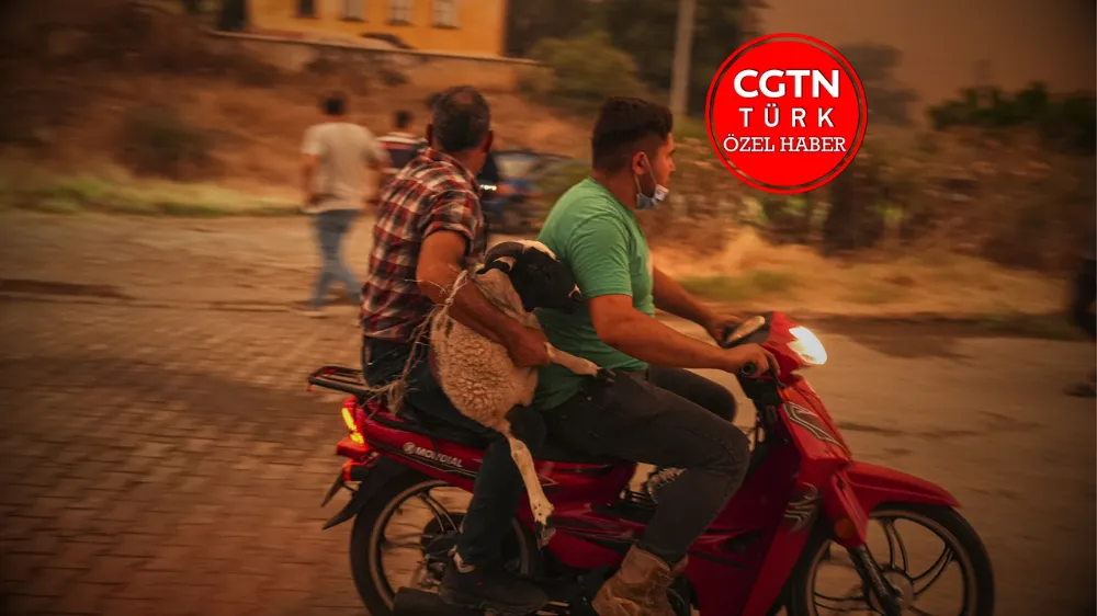 Kâr hırsı ormanları küle çevirdi! 