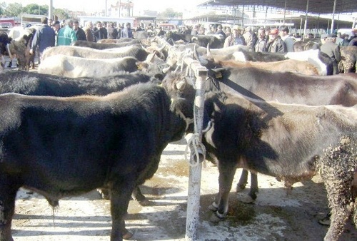 Havran`da 