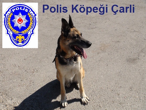 Alkışlarımız Çarli