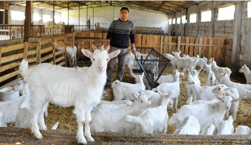 Reklâmcılık Fakültesi mezunu ama keçi çiftliği kurdu