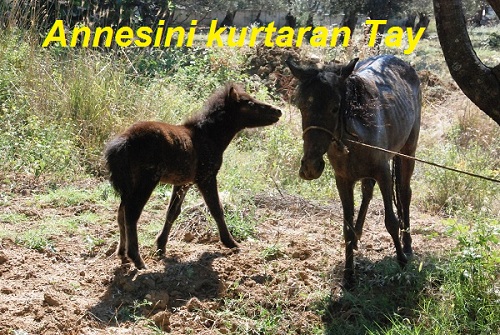 Anne At`ı yardan düşüren bir tutam ot