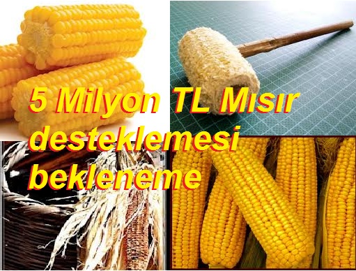 Mısır üreticisinin elinde koçanı kaldı