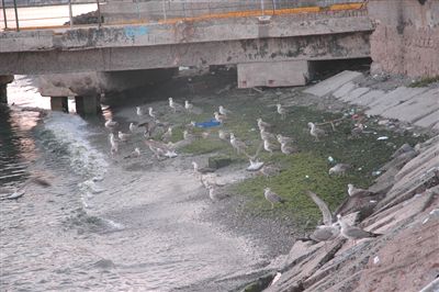 Marmara`nın ruhu çekiliyor