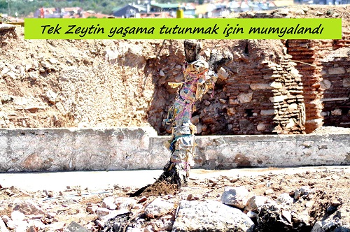 Tek Zeytini yaşatma çabası