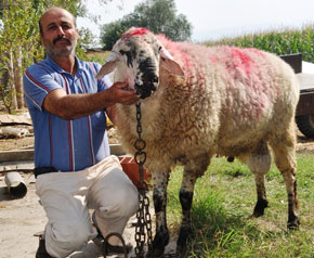 Tahirova`nın kendi yok adı var