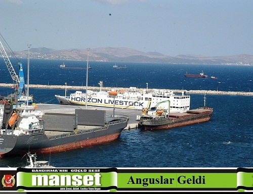 669 damızlık hayvan Bandırma Limanı