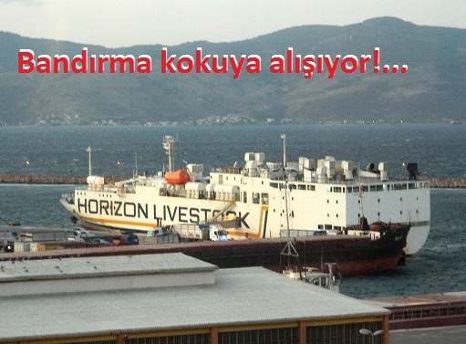 669 damızlık Angus Bandırma Limanı