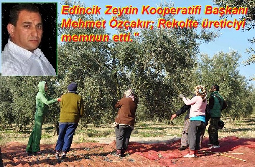 Edincik`te Zeytin bereketi