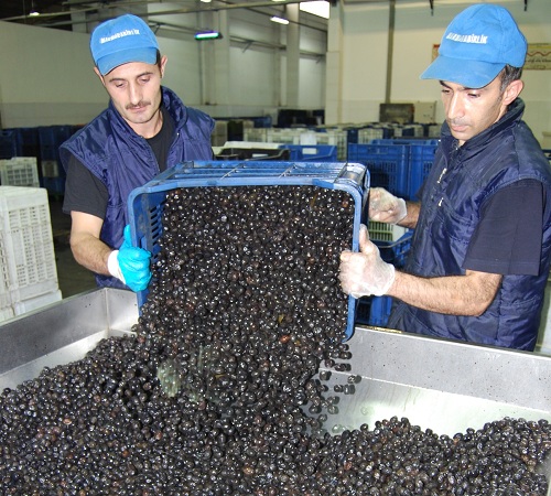 Zeytin`de harman bitiyor