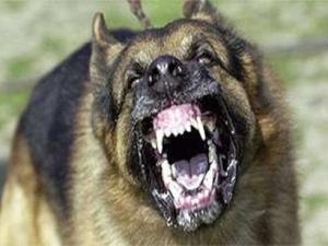 Meydan Köpeklere teslim