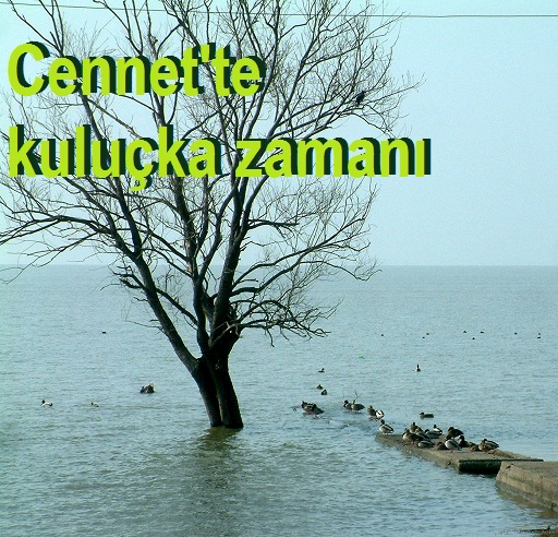 Kuşcennetine yaban ördeği akını