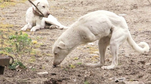 Sokak köpeklerine çözüm üretilemiyor