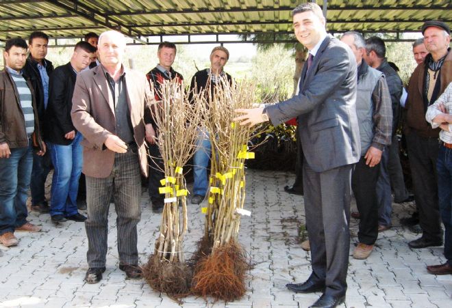 Karadut efsanesi
