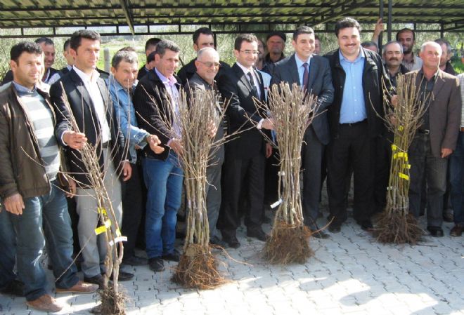 Havran, Sakız ağacına yurt olacak