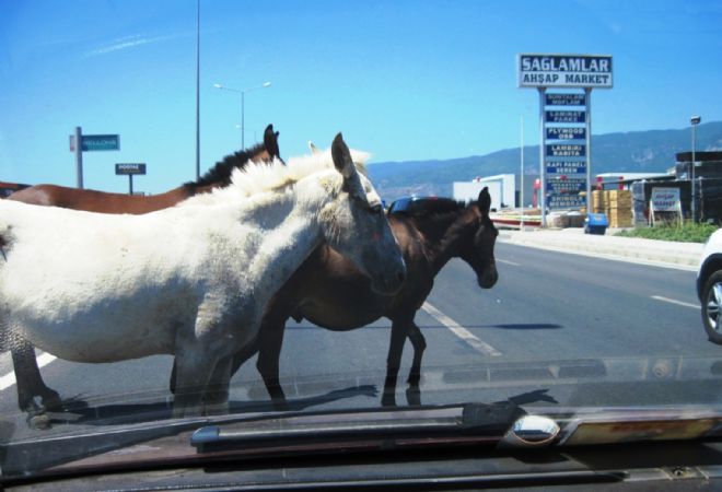  TRAFİKTE AT SORUNU