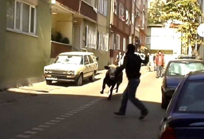 3 kişiyi boynuzladı