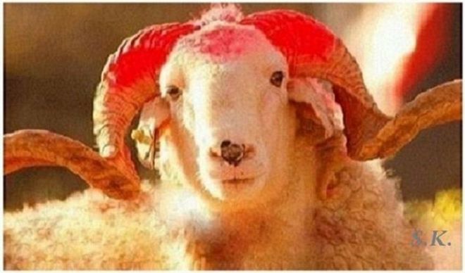 Kurban kesim yerleri