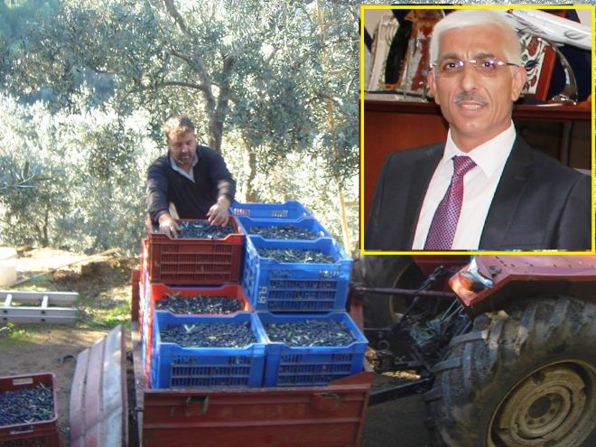 Zeytin`de baş fiyat 6 lira
